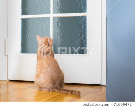cat kitten waiting at the door cat kitten waiting at the door 71699472