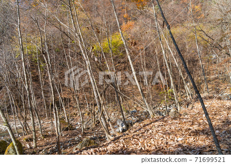 Misogizawa (Mt. Daibosatsu) on the mountain trail from Marukawa Pass to Riseki 71699521
