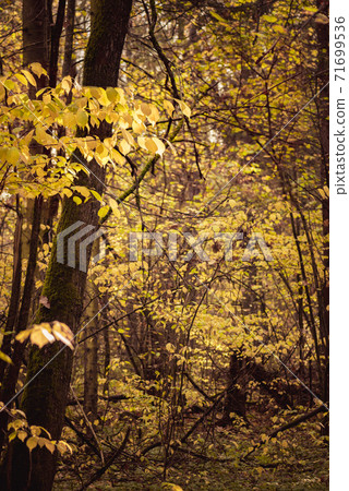 Almost barren trees in deep forest Almost barren trees in deep forest 71699536
