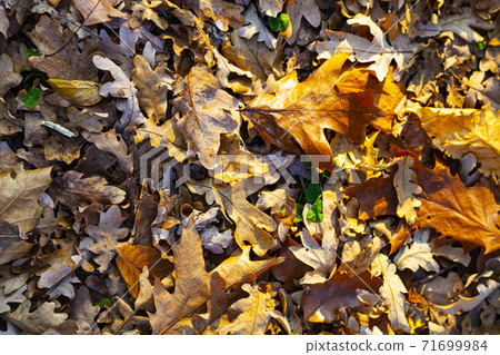 Autumn oak leaves on the ground. 71699984