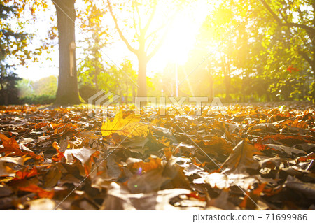 Autumn oak leaves on the ground. 71699986