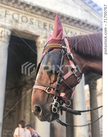 Horse head in Rome Horse head in Rome 71700767