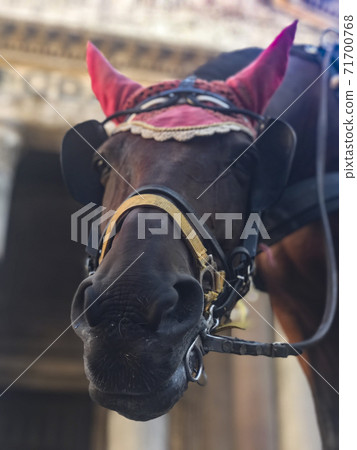 Horse head in Rome Horse head in Rome 71700768