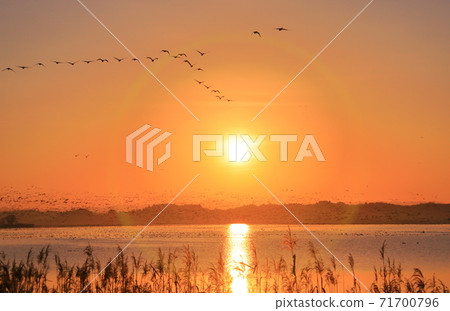 Morning flight of Izunuma Morning flight of Izunuma 71700796