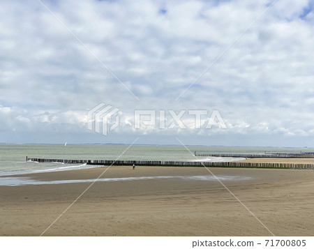 Wooden poles on the beach to break the waves at Cadzand, The Netherlands 71700805