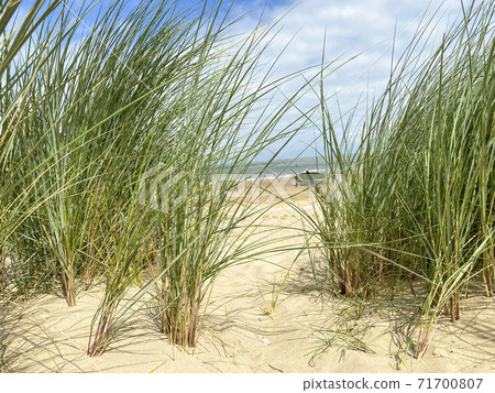 Vegitation along the beach of Cadzand, The Netherlands Vegitation along the beach of Cadzand, The Netherlands 71700807