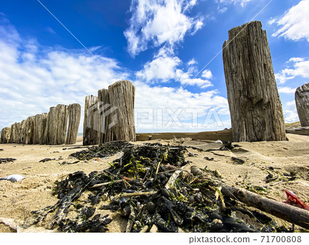 Wooden poles on the beach to break the waves at Cadzand, The Netherlands Wooden poles on the beach to break the waves at Cadzand, The Netherlands 71700808