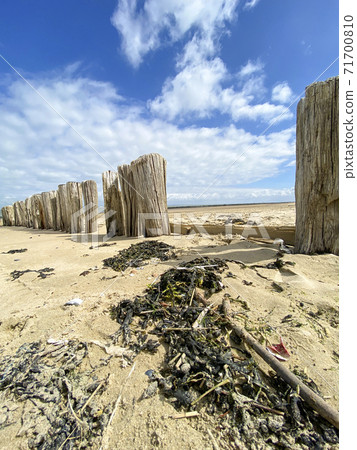 Wooden poles on the beach to break the waves at Cadzand, The Netherlands Wooden poles on the beach to break the waves at Cadzand, The Netherlands 71700810