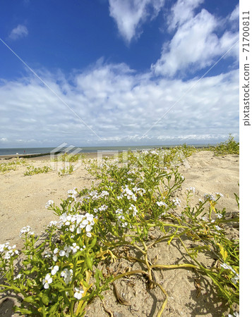 Vegitation along the beach of Cadzand, The Netherlands 71700811
