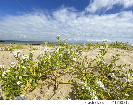 Vegitation along the beach of Cadzand 71700812
