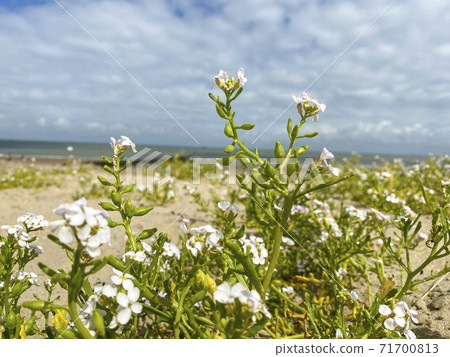 Vegitation along the beach of Cadzand 71700813