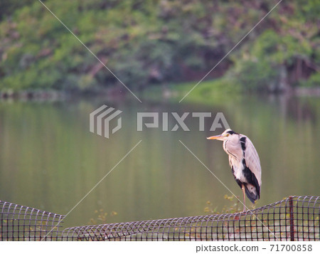 Koyaike Park and Gray Heron Koyaike Park and Gray Heron 71700858