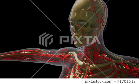 science anatomy of human Blood Vessels science anatomy of human Blood Vessels 71701512