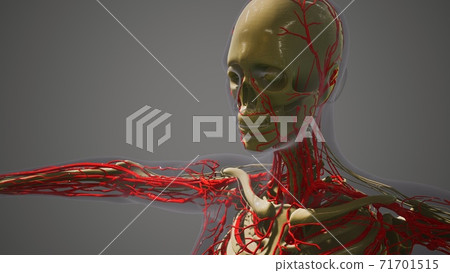 science anatomy of human Blood Vessels 71701515