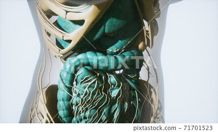 detailed human digestive system anatomy 71701523