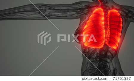 Human Lungs Radiology Exam 71701527