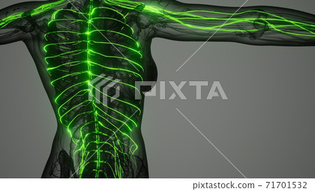 brain and nervous system of human 71701532