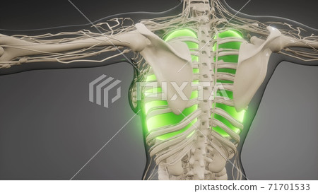 Human Lungs Radiology Exam Human Lungs Radiology Exam 71701533