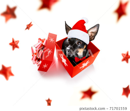 santa claus dog on christmas holidays santa claus dog on christmas holidays 71701559