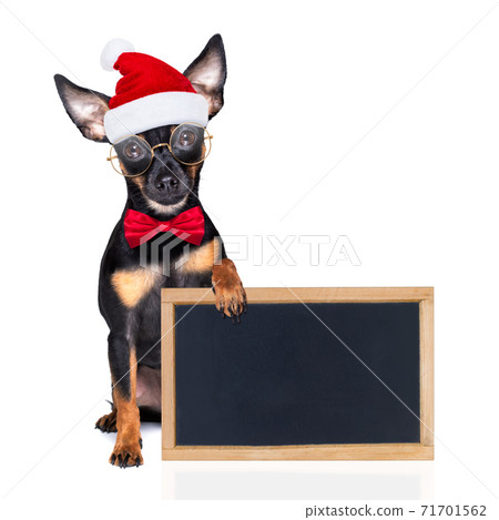 santa claus dog on christmas holidays santa claus dog on christmas holidays 71701562