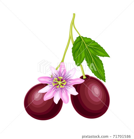 Round Purple Passion Fruit Hanging on Blossoming Tree Branch Vector Illustration 71701586