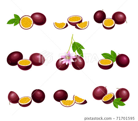 Round Dark Purple Passion Fruit with Juicy Flesh Containing Numerous Seeds Vector Set Round Dark Purple Passion Fruit with Juicy Flesh Containing Numerous Seeds Vector Set 71701595