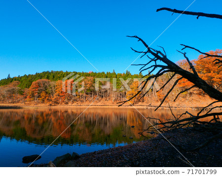 Onuma on a sunny day in late autumn and the autumn leaves reflected on the water surface (Onuma-Enchi, Okushiobara, Tochigi Prefecture) 71701799