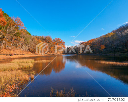 Onuma on a sunny day in late autumn and the autumn leaves reflected on the water surface (Onuma-Enchi, Okushiobara, Tochigi Prefecture) 71701802