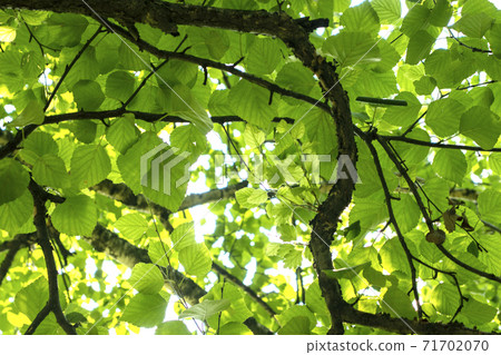 Branches of a tree with green leaves against a blue sky. 71702070