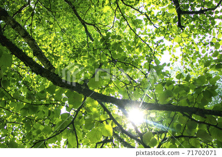 Branches of a tree with green leaves against a blue sky. Branches of a tree with green leaves against a blue sky. 71702071
