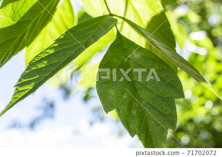 Branches of a tree with green leaves against a blue sky, illuminated by the rays of the sun 71702072