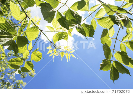 Branches of a tree with green leaves against a blue sky, illuminated by the rays of the sun 71702073