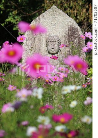 Cosmos of Wenji Temple Cosmos of Wenji Temple 71702587