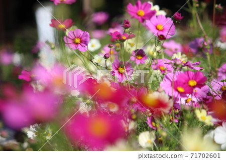 Cosmos of Wenji Temple Cosmos of Wenji Temple 71702601