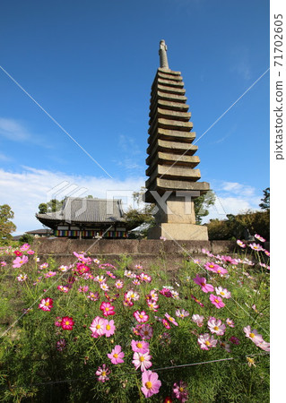 Cosmos of Wenji Temple Cosmos of Wenji Temple 71702605