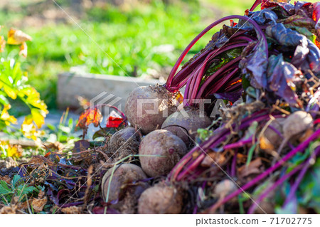 Beet harvest at a bed in the garden 71702775