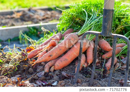Carrot harvest at a bed in the garden Carrot harvest at a bed in the garden 71702776