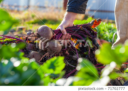 Farmer holding a bunch of beets from his harvest 71702777
