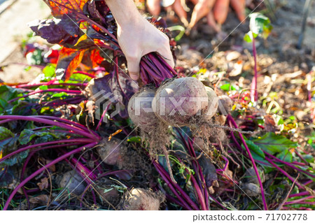 Farmer holding a bunch of beets from his harvest 71702778