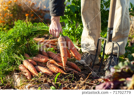Farmer with pitchfork standing near his carrot harvest and holding a couple of carrots 71702779