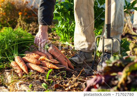 Farmer with pitchfork standing near his carrot harvest in autumn 71702780