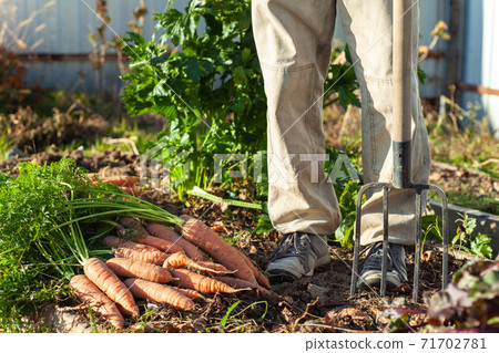 Farmer with pitchfork standing near his carrot harvest 71702781