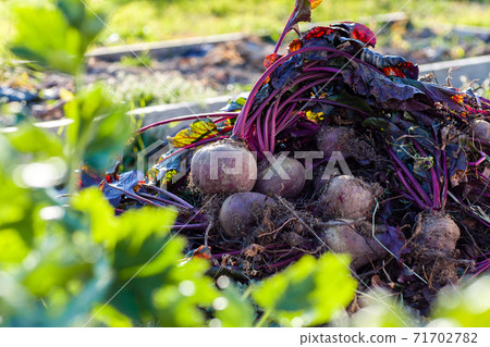 Beet harvest at a bed in the garden 71702782