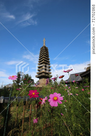 Cosmos of Wenji Temple Cosmos of Wenji Temple 71702868