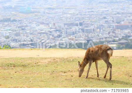 Wakakusa Wakakusa 71703985