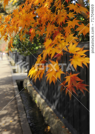 Autumn leaves 71704669