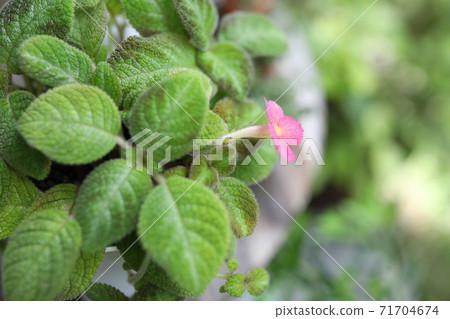 Flame violet plant pink flower with lush green leaves Flame violet plant pink flower with lush green leaves 71704674