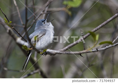Blue-gray Gnatcatcher, Polioptila caerulea, perched on branch 71704937