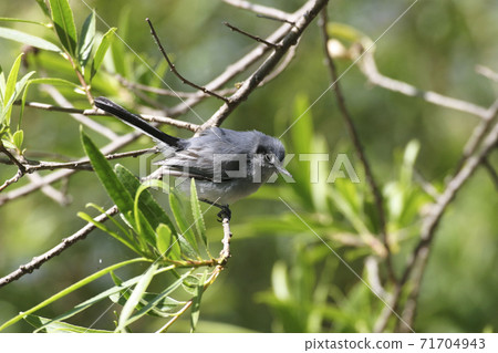 Female Masked Gnatcatcher, Polioptila dumicola, perched 71704943