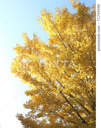 精美的黃葉銀杏 精美的黃葉銀杏 71704946